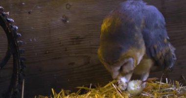 Ahır baykuşu samanlıkta ölü bir tavuk yiyor..