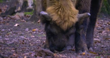 Sonbaharda Bison 'da yiyecek ararken kapatıyoruz. 