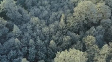 Kışın güneşli bir sabahında, Kara Orman 'da donmuş ağaçların üzerinde uçarken.