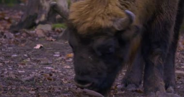 Sonbaharda Bison 'da yiyecek ararken kapatıyoruz. 