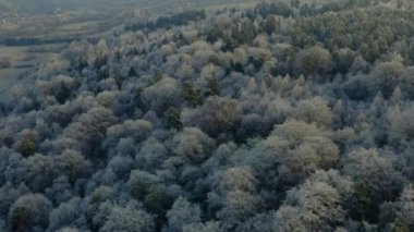 Kışın güneşli bir sabahında, Kara Orman 'da donmuş ağaçların üzerinde uçarken.