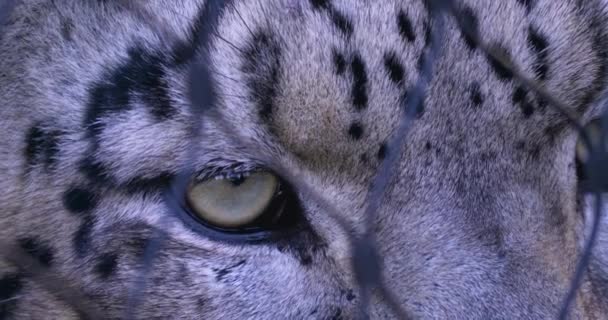 gros plan de la tête de léopard des neiges en automne