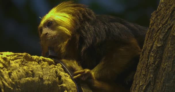 Lví Tamarínská Opice Sedící Větvi — Stock video