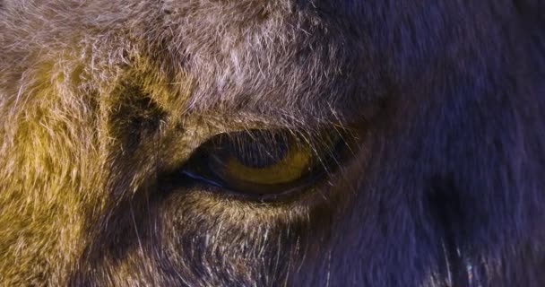 Närbild Känguru Överkroppen Ser Sig Omkring — Stockvideo