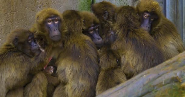 Gros Plan Des Babouins Singe Coeur Saignant — Video