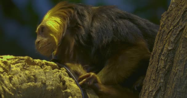 Lion Tamarin Monkey Sitting Branch — Stock Video