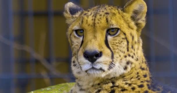 Nahaufnahme Gepardenkopf Der Gepard Schaut Sich — Stockvideo