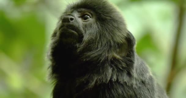 Negro Marmoset Mirando Alrededor — Vídeo de stock