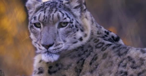 Zbliżenie Głowy Snow Leopard Jesienią — Wideo stockowe
