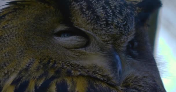 Close Owl Moving Head Closing Opening Eyes — стоковое видео