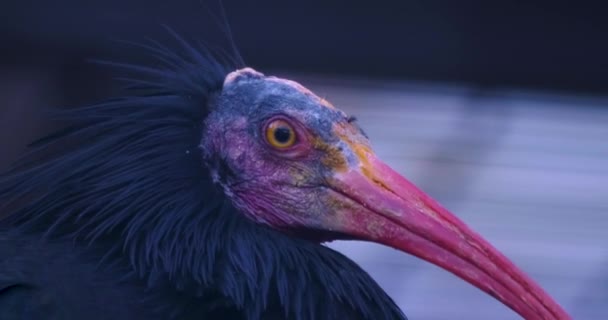Detailní Profil Hlavy Krku Northern Bald Ibis Otočí Vpravo Kameře — Stock video
