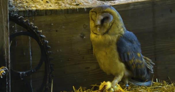 Schleiereule Frisst Totes Huhn Stall Aus Stroh — Stockvideo