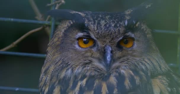 Großaufnahme Der Eule Die Ihren Kopf Bewegt Und Die Augen — Stockvideo