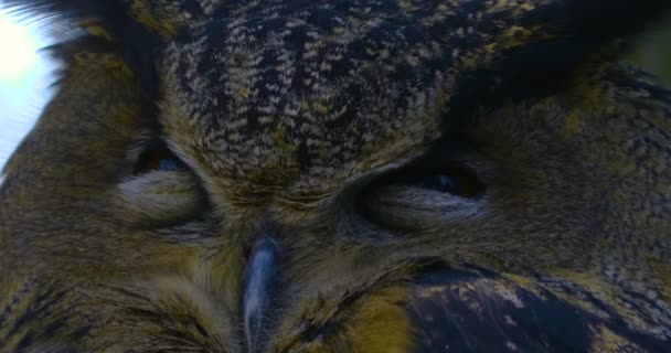 Close Owl Moving Head Closing Opening Eyes — Stock Video