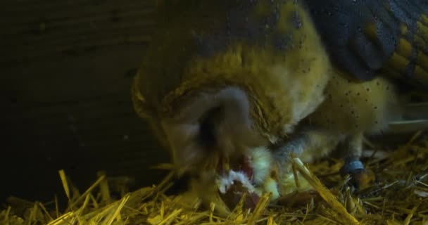 谷仓里的猫头鹰在稻草里吃死鸡 — 图库视频影像