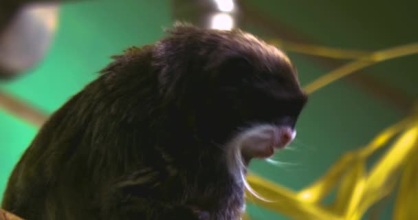 Sluiten Van Keizer Tamarin Verzorgen Van Een Andere Tamarin — Stockvideo