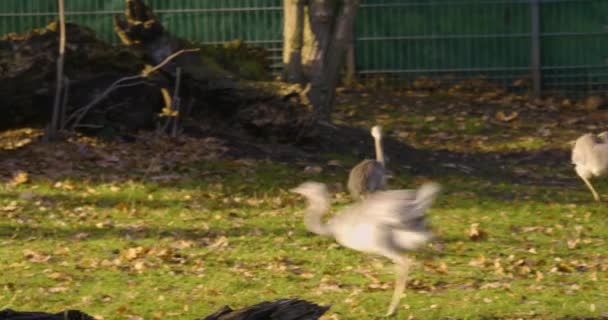 Baby Nandu Ptaków Spacery Zabawy Łące Jesienią — Wideo stockowe