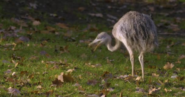 Baby Nandu Bird Walking Playing Louadow Autumn — Stock video