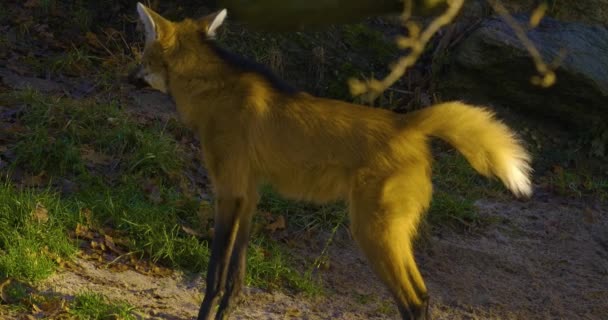 Loup Maned se tient face à la gauche, et urine. Un autre loup viril marche vers la droite en arrière-plan. Il tourne et marche à droite et suit le loup qui passait.