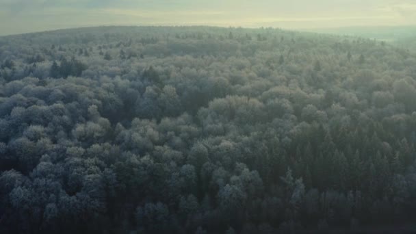 Einem Sonnigen Wintermorgen Schwarzwald Über Gefrorene Bäume Fliegen — Stockvideo