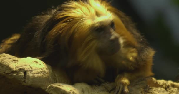 Mono León Tamarín Sentado Una Rama — Vídeos de Stock