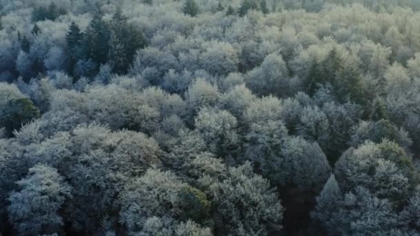 冬の晴れた日の朝 黒い森の木々の上を飛ぶ — ストック動画