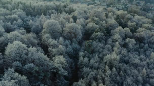冬の晴れた日の朝 黒い森の木々の上を飛ぶ — ストック動画