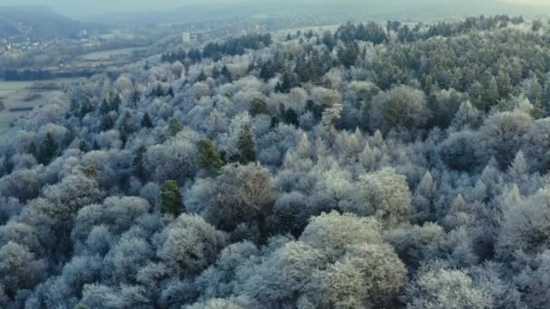 Volando Sobre Árboles Congelados Bosque Negro Una Mañana Soleada Invierno — Vídeo de stock
