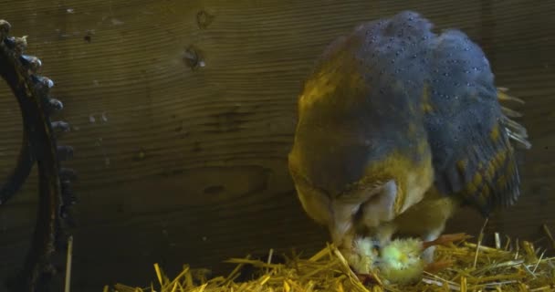 Coruja Celeiro Comendo Uma Galinha Morta Celeiro Palha — Vídeo de Stock