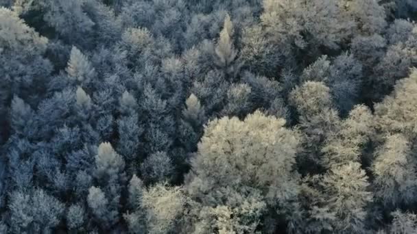 Volando Sobre Árboles Congelados Bosque Negro Una Mañana Soleada Invierno — Vídeo de stock