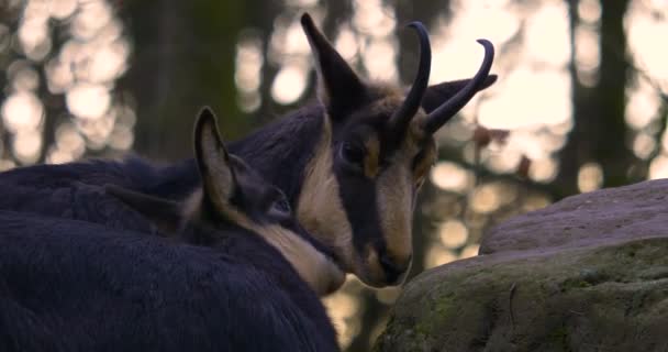 Une Antilope Chèvre Chamois Tient Face Droite Tandis Une Autre — Video