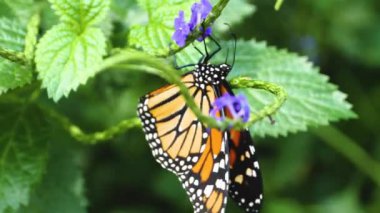 Monarch Kelebeği 'nin yakınında çiçeklerden nekkar topluyor