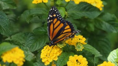 Monarch Kelebeği 'nin yakınında çiçeklerden nekkar topluyor