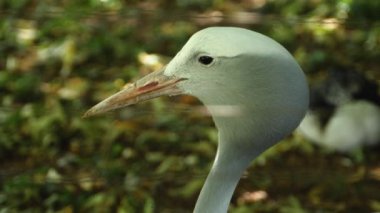 Başını çeviren mavi vinci kapat..