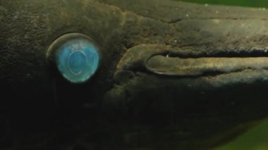 Timsah Gar Balığı 'nı kapatın. 