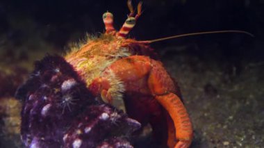 Bir keşiş yengeci gözlerini ve antenini hareket ettirir..