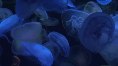 Ay 'a yakın yüzen denizanaları