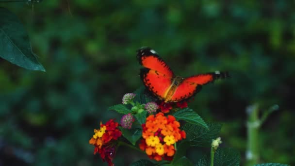 Primer Plano Una Mariposa Lactación Roja Que Recoge Cuello Las — Vídeos de Stock