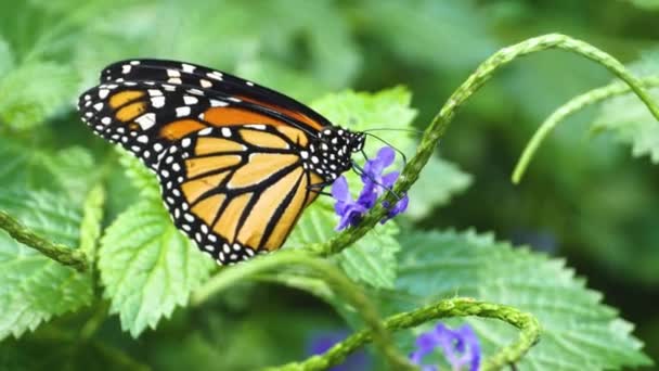靠近帝王蝴蝶从花朵中采集花蜜 — 图库视频影像