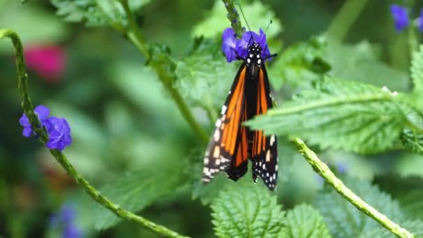 Close Monarch Butterfly Collecting Neckar Flowers — Stock Video