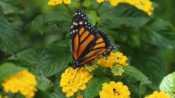 Primer Plano Mariposa Monarca Recoger Cuello Las Flores — Vídeos de Stock