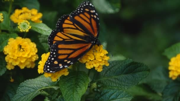 Primer Plano Mariposa Monarca Recoger Cuello Las Flores — Vídeo de stock