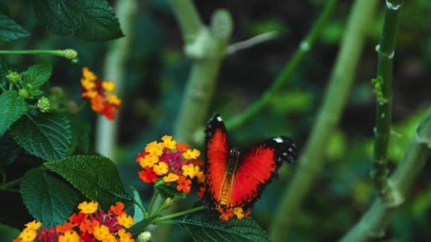 Çiçeklerden Nekkar Toplayan Kırmızı Dantel Kanatlı Kelebeğe Yaklaş — Stok video