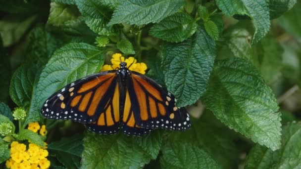 Primer Plano Mariposa Monarca Recoger Cuello Las Flores — Vídeos de Stock