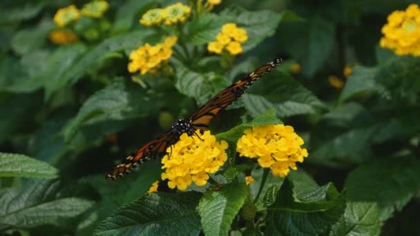 Close Monarch Butterfly Collecting Neckar Flowers — Stock Video