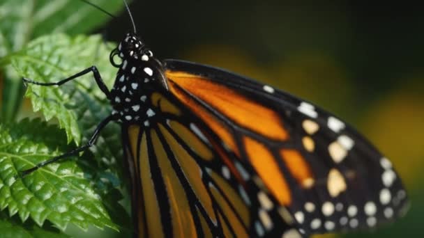 靠近帝王蝴蝶从花朵中采集花蜜 — 图库视频影像