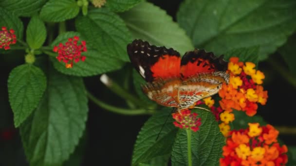 Close Van Een Rode Lacewing Vlinder Verzamelen Neckar Van Bloemen — Stockvideo