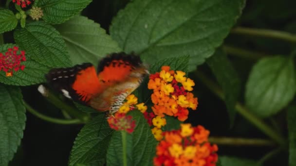 Çiçeklerden Nekkar Toplayan Kırmızı Dantel Kanatlı Kelebeğe Yaklaş — Stok video