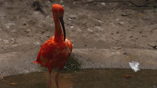 Close Escarlate Ibis Uma Lagoa — Vídeo de Stock