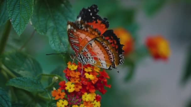 Nahaufnahme Eines Roten Schmetterlings Der Den Hals Von Blumen Sammelt — Stockvideo